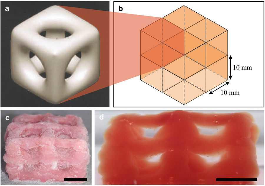 3D-принтер впервые напечатал мягкие ткани с помощью «быстрой заморозки»
